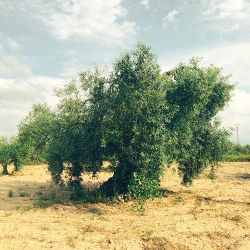 ABOUT EDESIA PICTURE lana bhikha